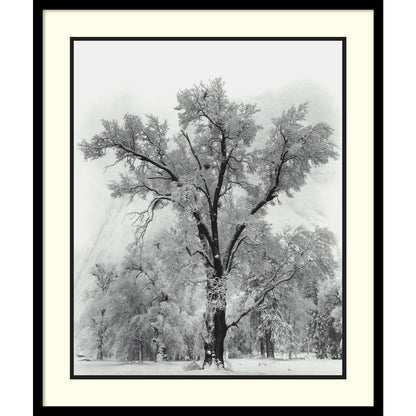 Impression encadrée « Chêne, tempête de neige, parc national de Yosemite - 1948 » par Ansel Adams, 68,5 x 81,3 cm
